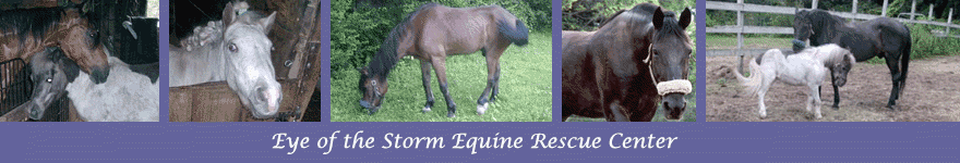 Eye of the Storm Equine Rescue