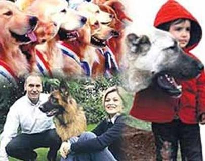 Köpek Kan Grubu