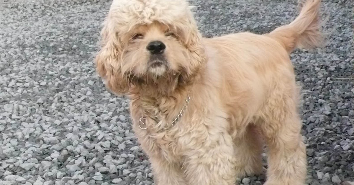 Köpek Eğitimi ve Köpek Pansiyonu, Köpek Bakımı , Köpek Satışı ve Köpek