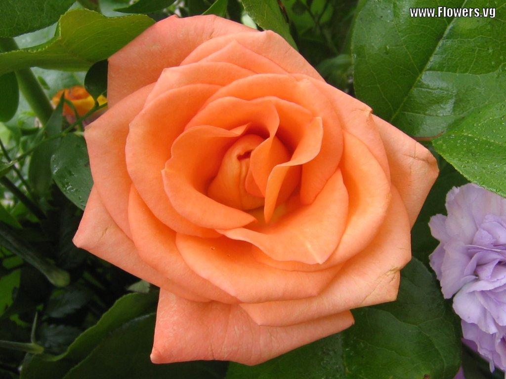 light peach rose