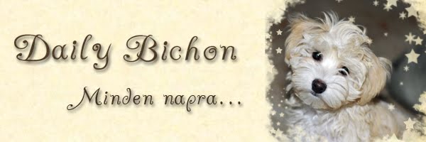 Daily Bichon