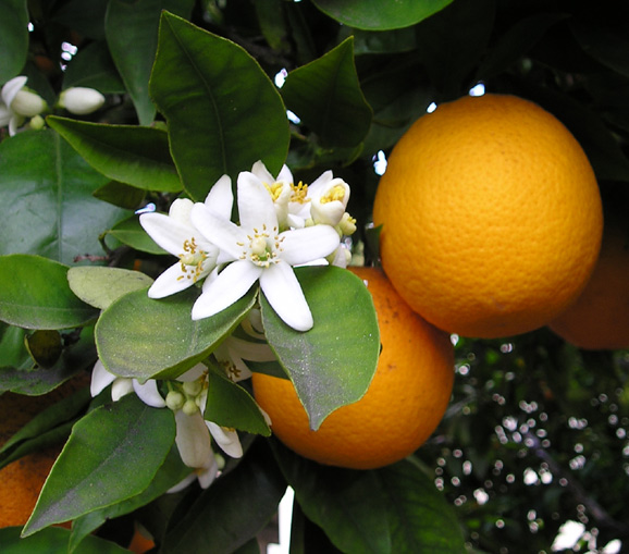 [nature+-+orange+3.jpg]