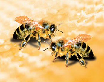 [bees.jpg]