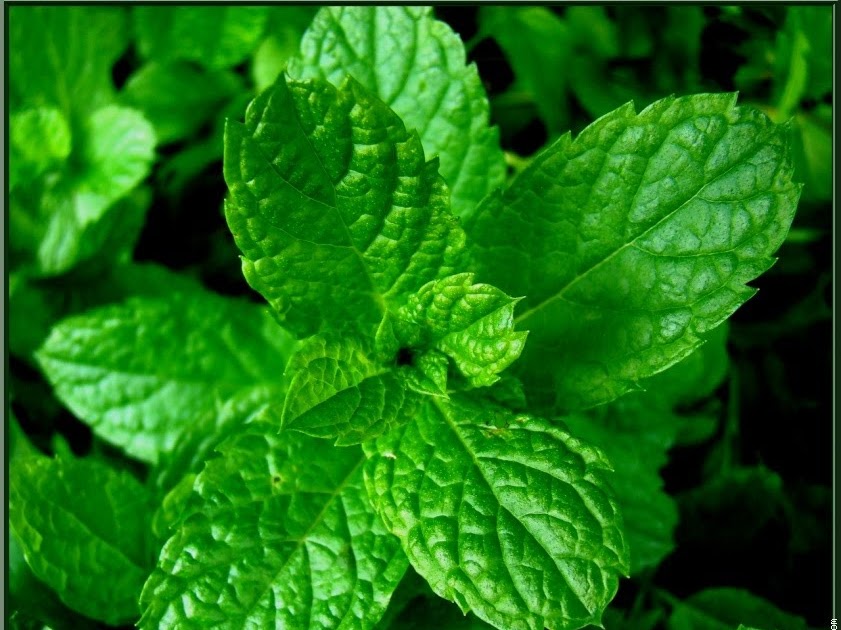 Raysha Cooks Infusion de menthe Fraiche trèèèèès Fraiche