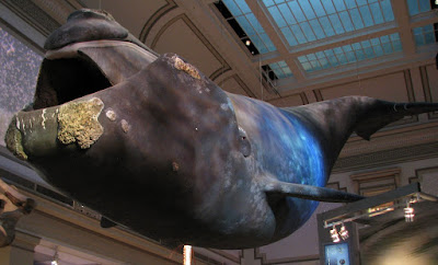 right whale sant hall