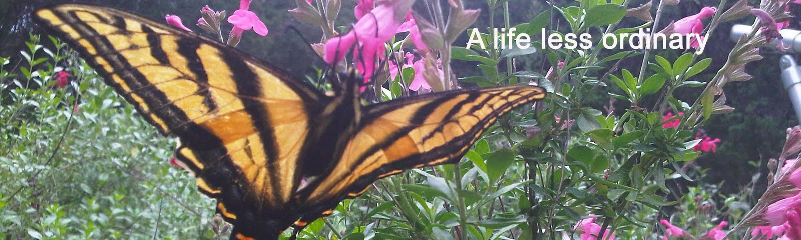 A life less ordinary?