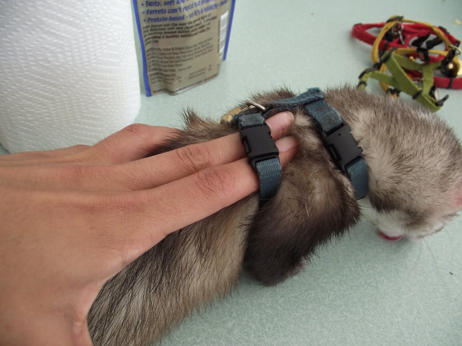 Ferrets in the North Walk this way Fitting a harness