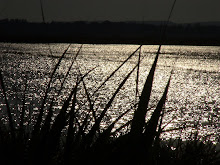 Rice Paddy Silhouette