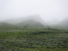 2 Trees, Pyrenees