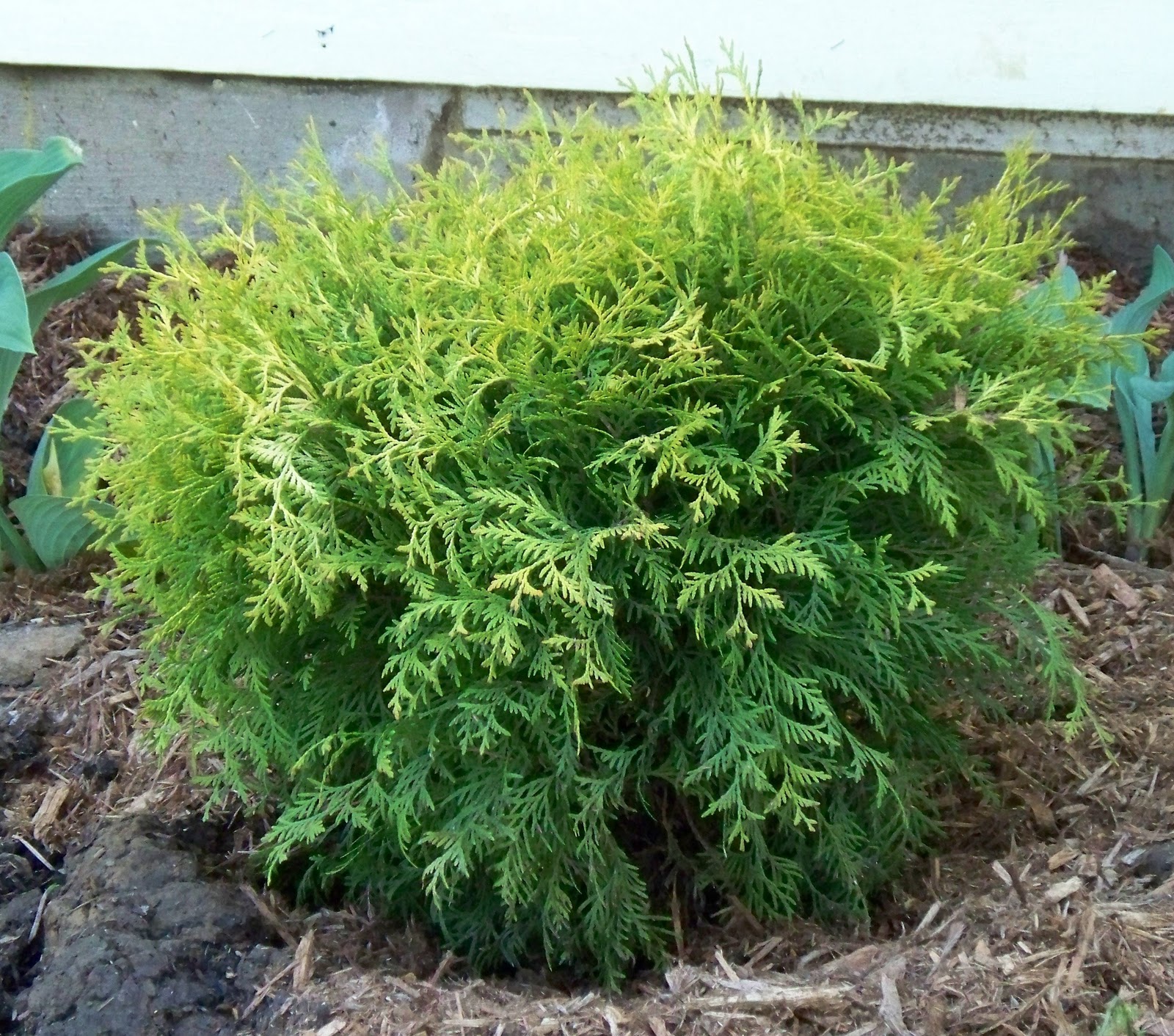 new Golden Globe Arborvita