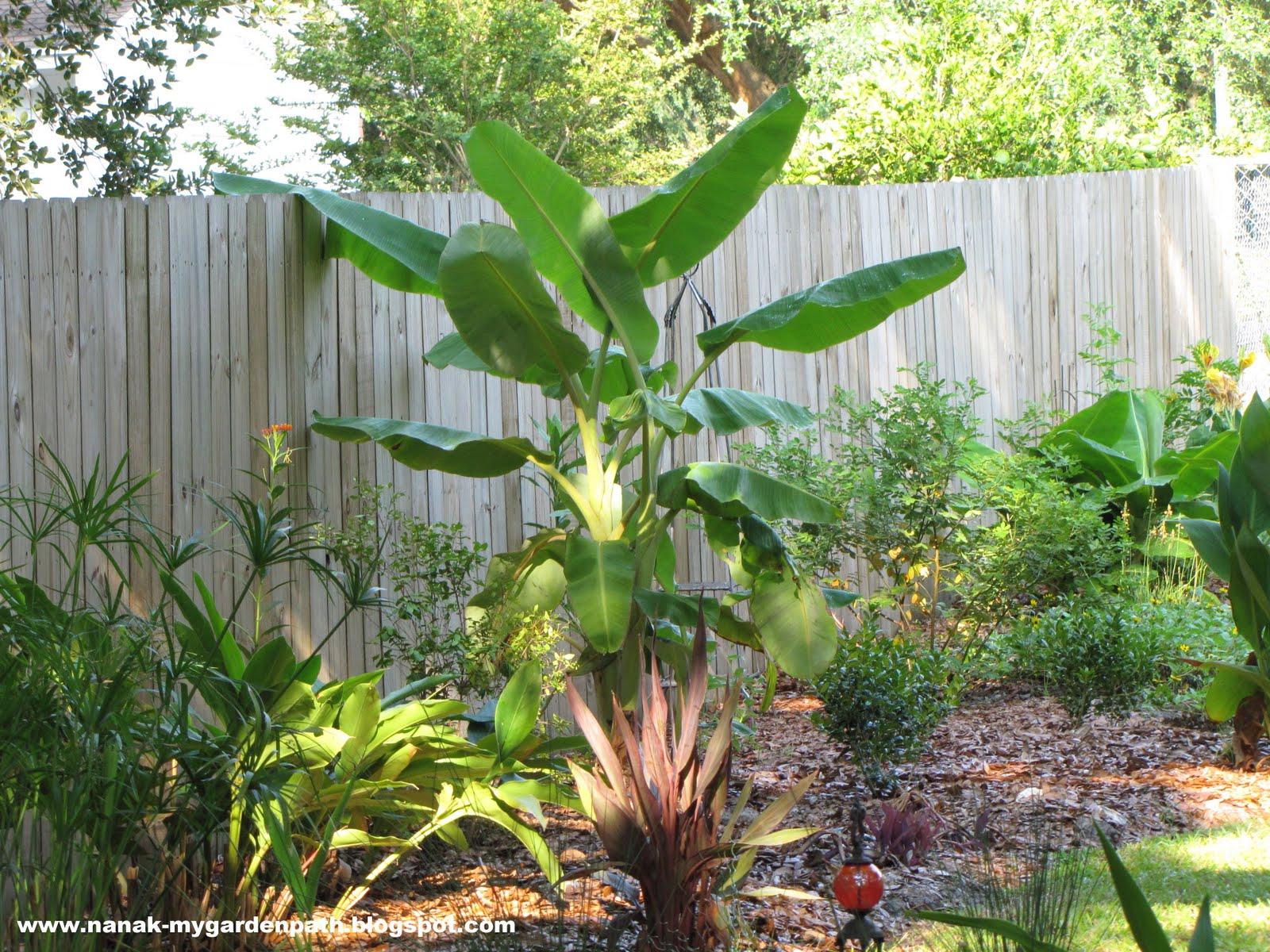 Banana Tree Care