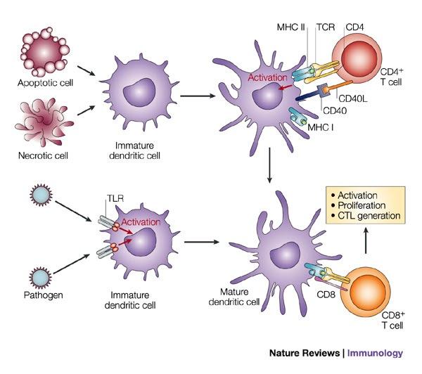 E L _ FAHRYBIMANTARA PHAGOCYTOSIS