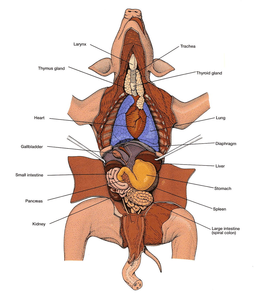 Fetal Pig Dissection Diagram