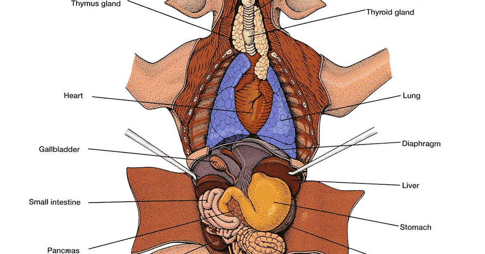 fetal pig stomach diagram and richard go to california fetal pig stomach diagram and richard go to california