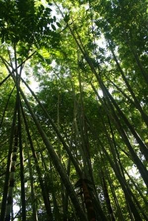 [bamboo.JPG]