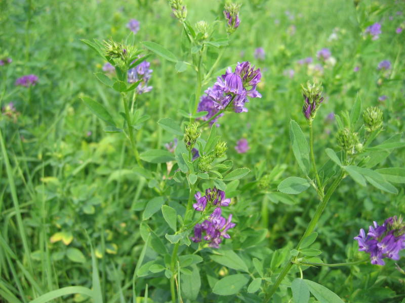 alfalfa.jpg