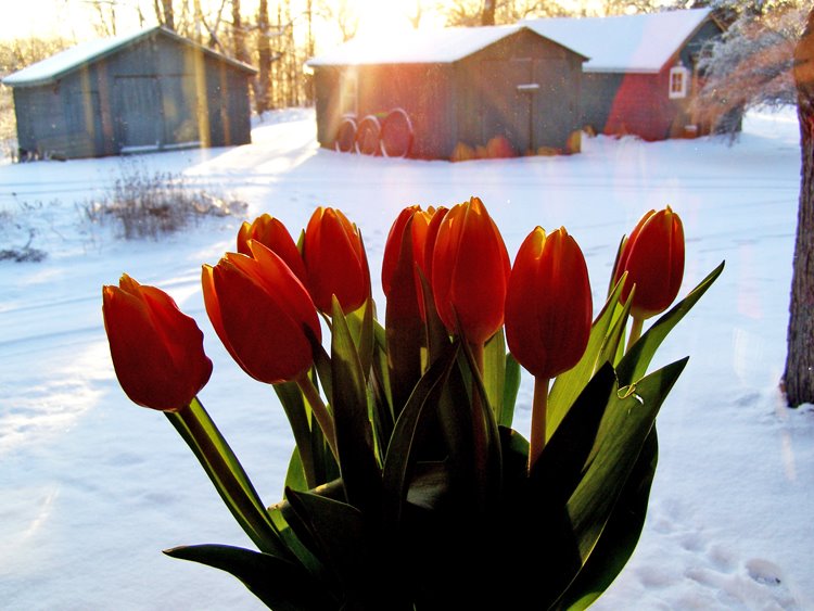 [2+tulips+and+snow+017+ps+bk+web.jpg]