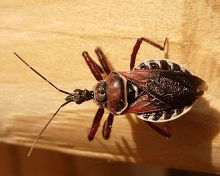 Triatoma Sanguisuga