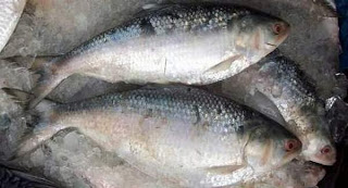 Revista Bricolaje: Adhesivos: la cola de pescado