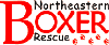 Northeastern Boxer Rescue
