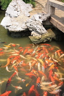 Tongli fish @ shanghaid away