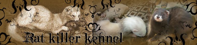 Rat Killer Vadászgörény Kennel