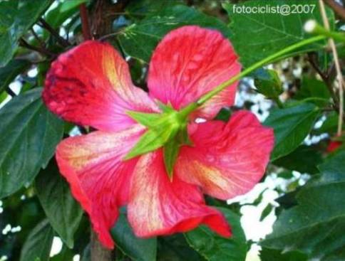 [floralgarv2.jpg]