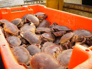 cromer crab