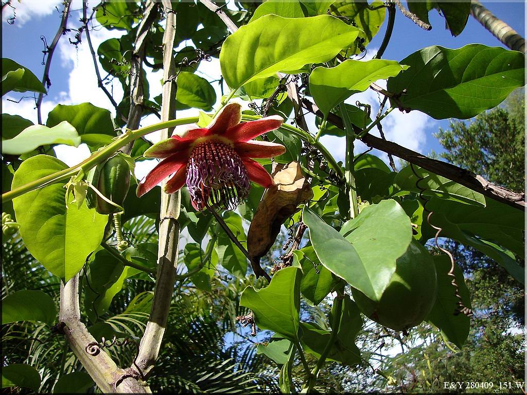 TRATAMENTO NATURAL  MARACUJÁ