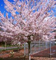 akebono cherry tree