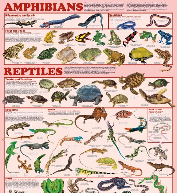 Ms. Silvia 7th 13.2 Amphibians and reptiles are adapted for life on land.
