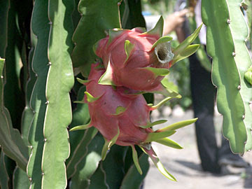 Dragon+fruit+plant+pictures