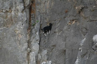 mountain goats hill