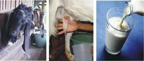goats milk benefits for healthy food drink goats milk benefits for healthy food drink