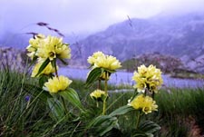 Pyrenees, Spain