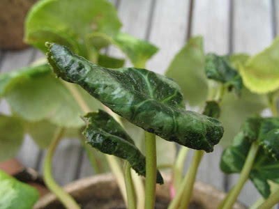 Cyclamen Mites