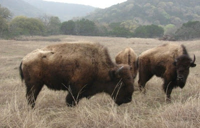 bison at Madrono Ranch