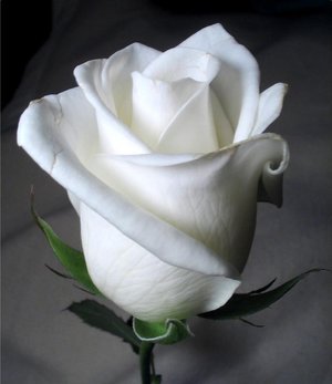 [Rose.bmp]
