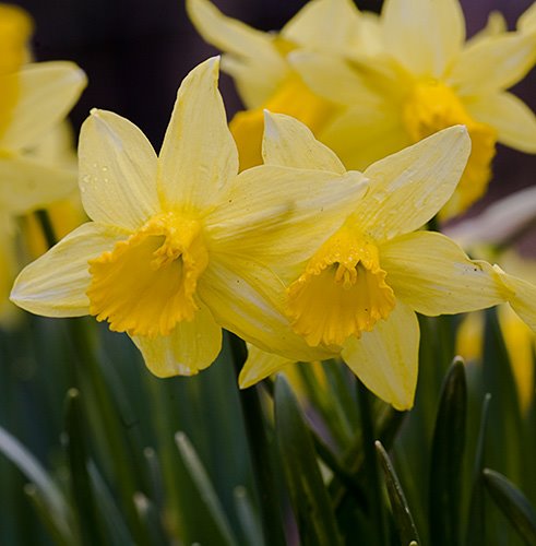 [daffodils.bmp]