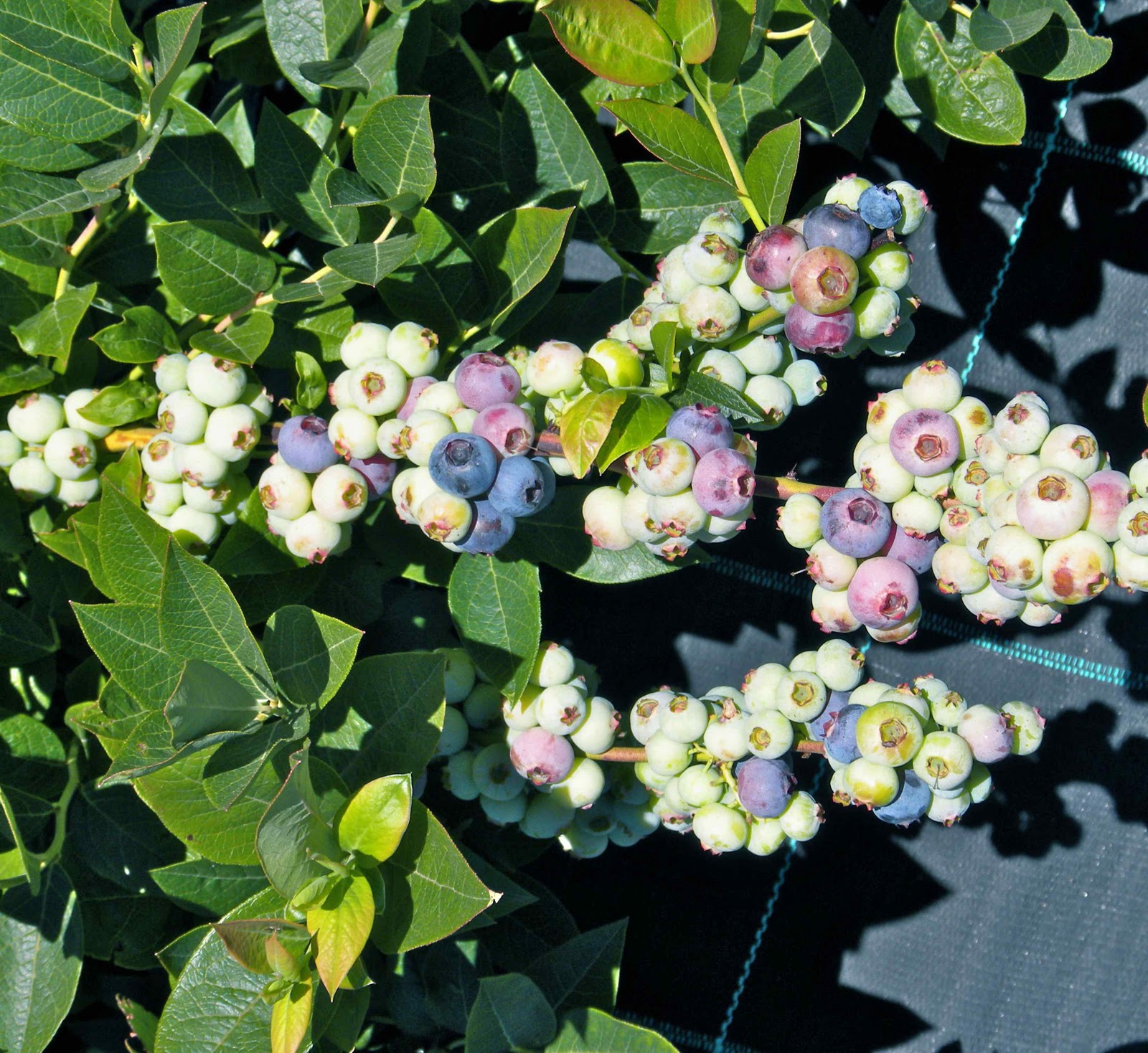 Jones Is Hungry Chilean blueberries deliver a fresh taste of summer