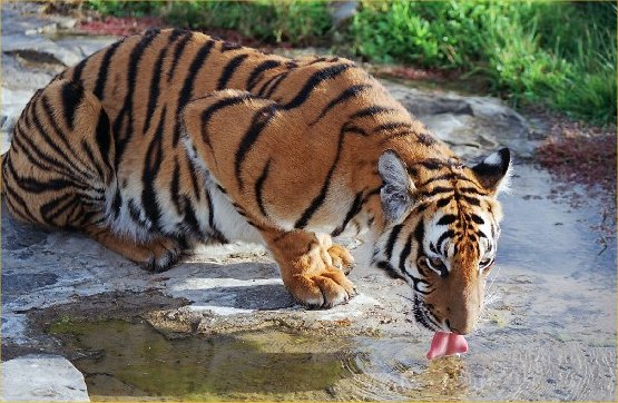 Tigers Home