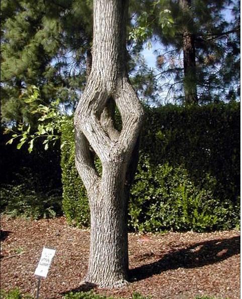 [tree5.htm]