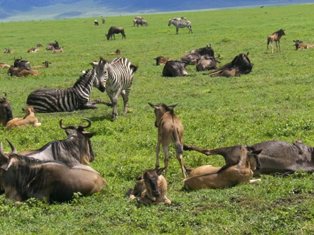 [wildlife.JPG]