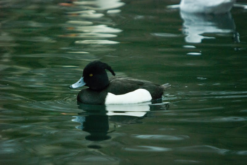 [tufted+duck+10012010+1+small.jpg]
