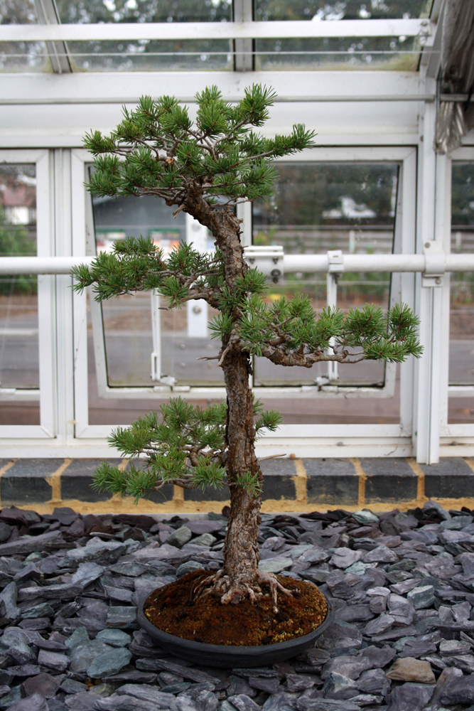 Huerto Improvisado Improvised Vegetable Garden Bonsais en el jardin