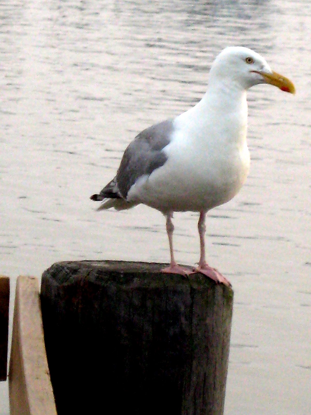 [IMG_4775.JPG]
