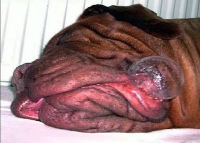 world's ugliest dog gus