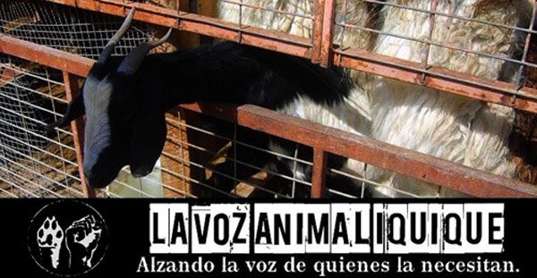 No Hay Justicia, Solo Nosotrxs !