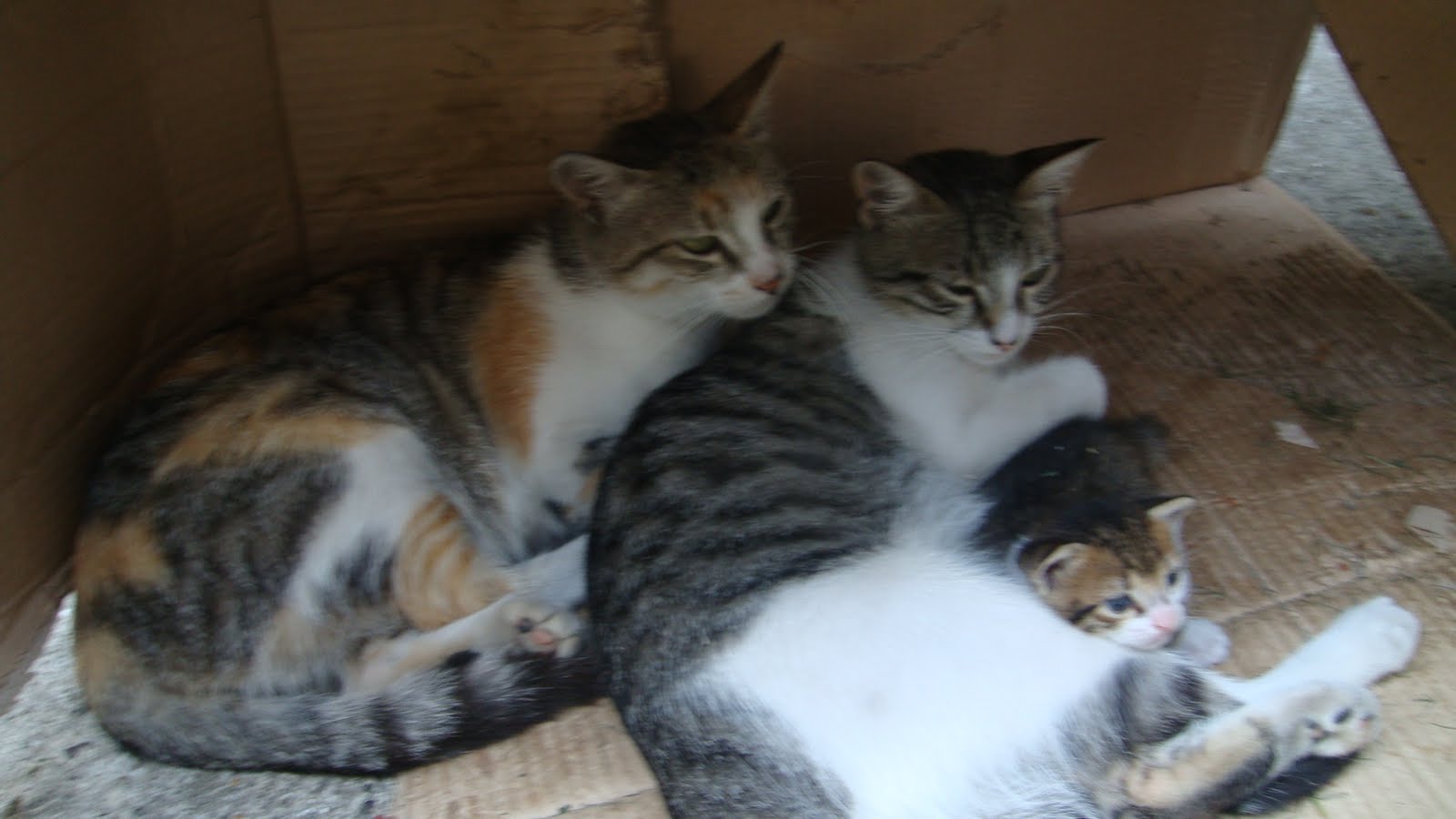 lavantalimon Aile Saadeti Kedi Ailesi