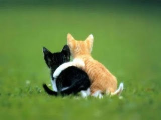 http://3.bp.blogspot.com/_iB1Qh8jnrrs/S9BFqUUj0hI/AAAAAAAAAAY/MnEkBL6-L60/s320/hugging_kittens.jpg